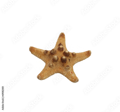 small dried starfish