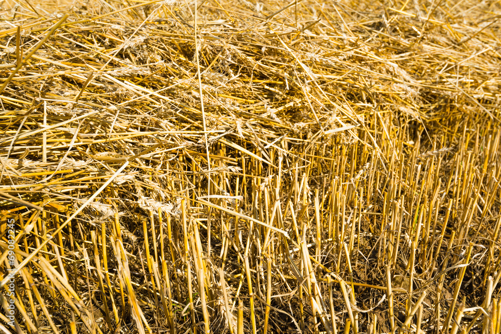Straw on the stubble field from close Straw on the stubble field from close