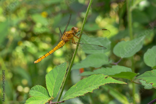 libellula (Orthetrum coerulescens) photo