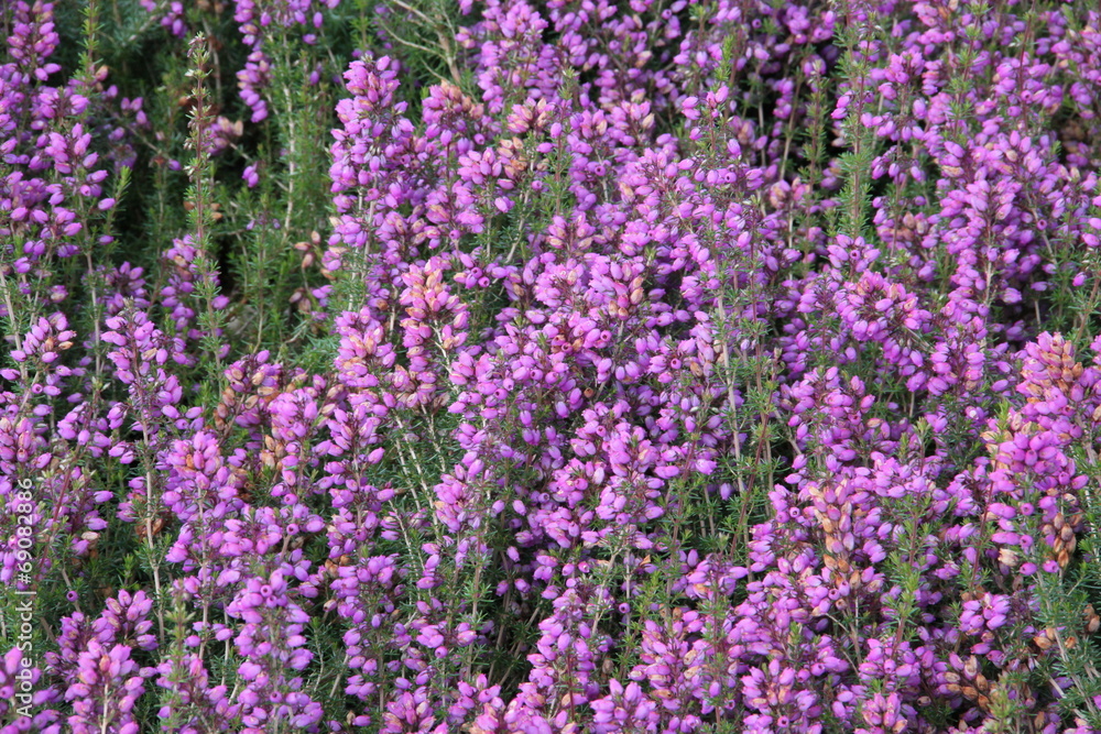 Besenheide - Heidekraut blüht lila