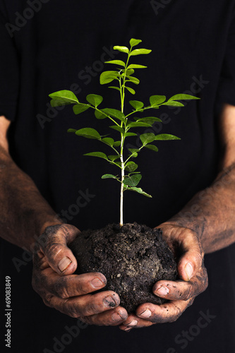 Hands holding a green young plant