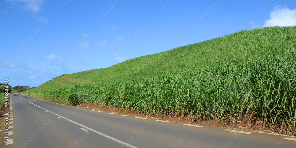 Fototapeta premium champs canne à sucre
