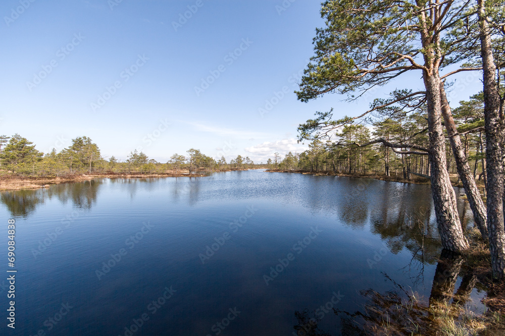 Obraz premium swamp view with trees and lake
