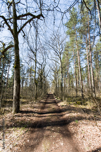 country road in forest