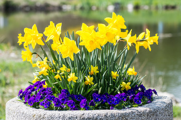 Fototapete Veilchen Narzissen und Stiefmütterchen im Frühling  © manfredxy