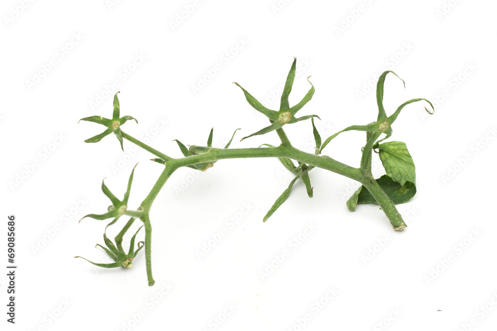 tomato on the white background tomato on the white background