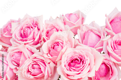 border of pink garden roses