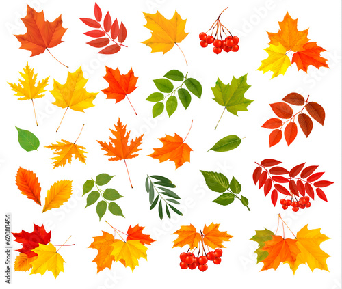 Set of colorful autumn leaves. Vector illustration.