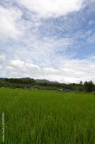 rice growing in field