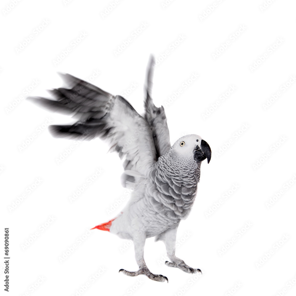 African Grey Parrot, isolated on white background African Grey Parrot, isolated on white background
