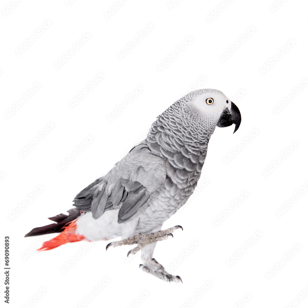 African Grey Parrot, isolated on white background African Grey Parrot, isolated on white background