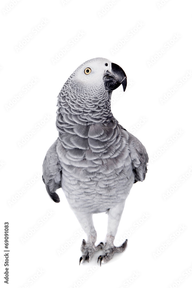 African Grey Parrot, isolated on white background African Grey Parrot, isolated on white background