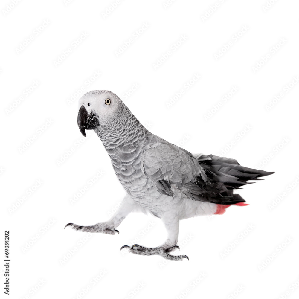 Naklejka premium African Grey Parrot, isolated on white background