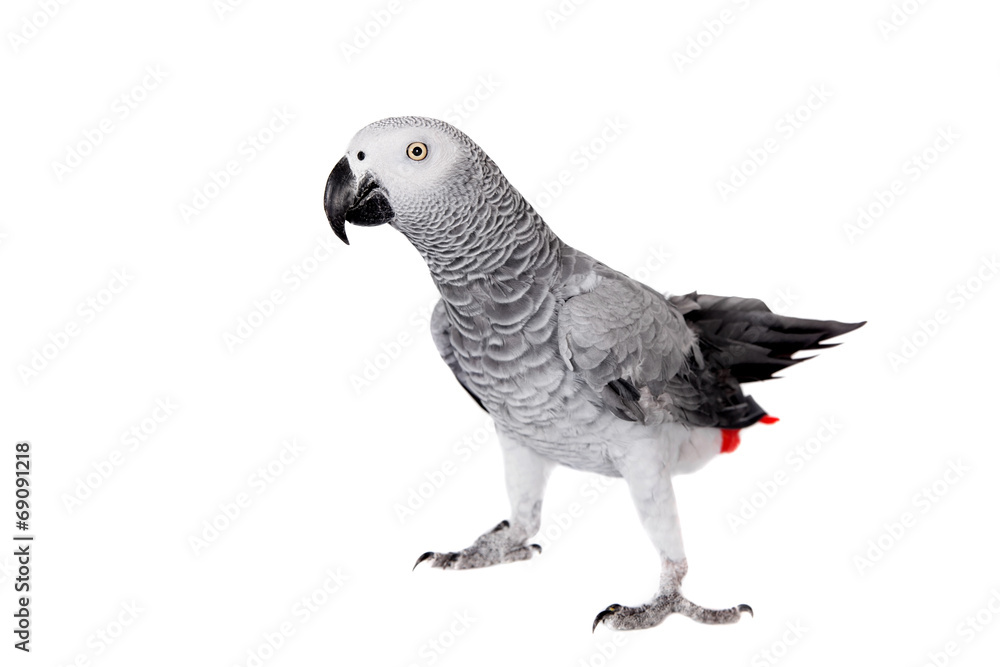Fototapeta premium African Grey Parrot, isolated on white background