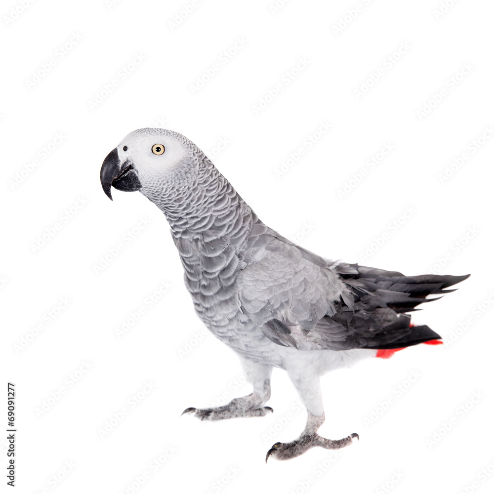 African Grey Parrot, isolated on white background African Grey Parrot, isolated on white background