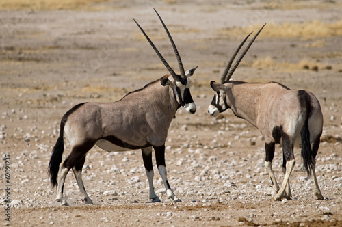 Two oryx