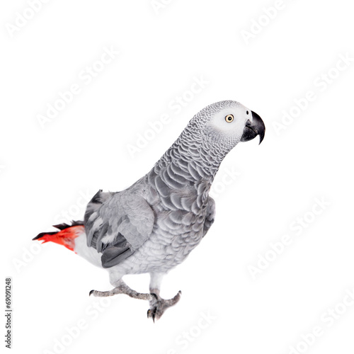 African Grey Parrot, isolated on white background