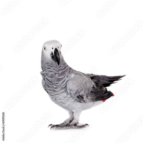 African Grey Parrot, isolated on white background