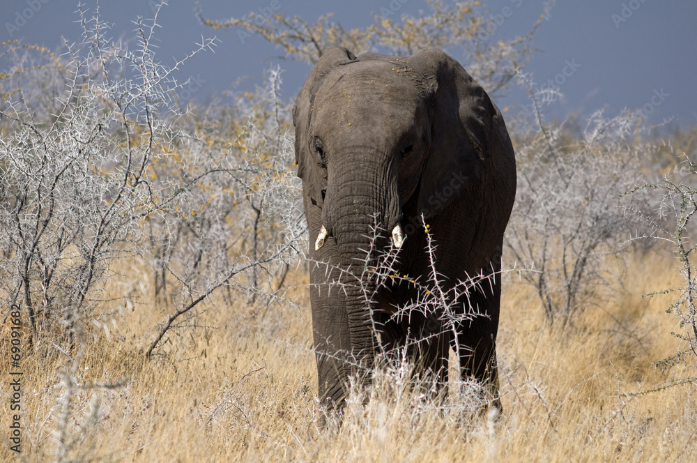 Fototapeta premium Desert elephant in Damaraland