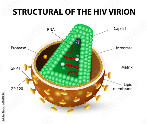 HIV Virion