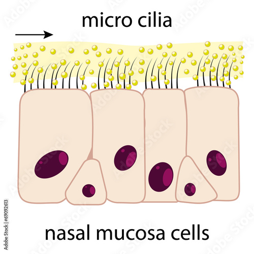 Nasal mucosa