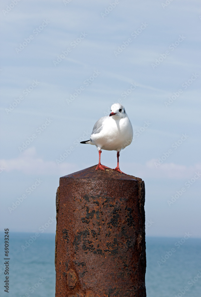 Obraz premium Mouette sur un poteau en métal. La Rochelle (France)