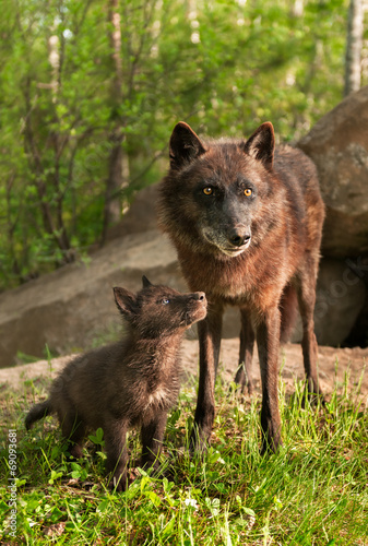 Black Wolf (Canis lupus) Pup Looks Up at Parent