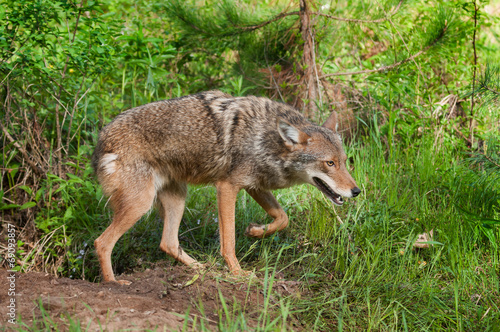 Coyote (Canis latrans) Prowls by Den