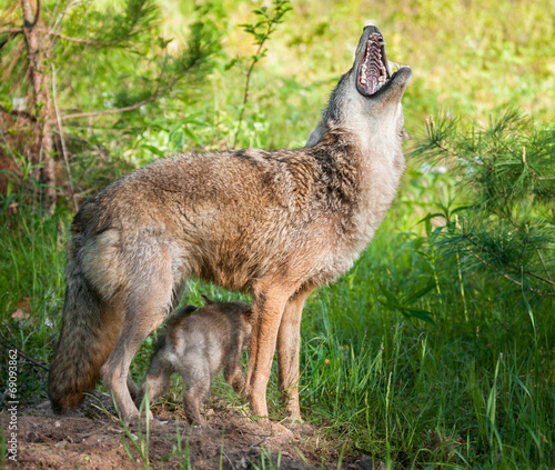 Canvastavla Coyote (Canis lantrans) Howls while Pups Scampers Underneath