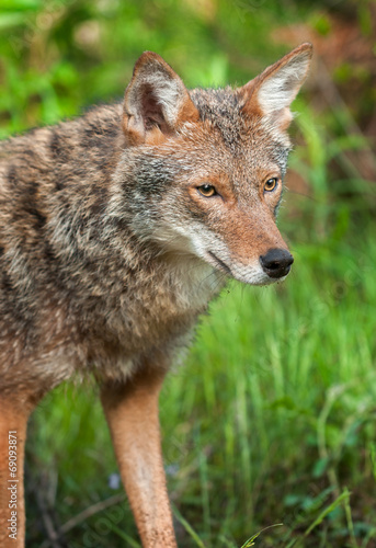 Coyote  Canis latrans  Head