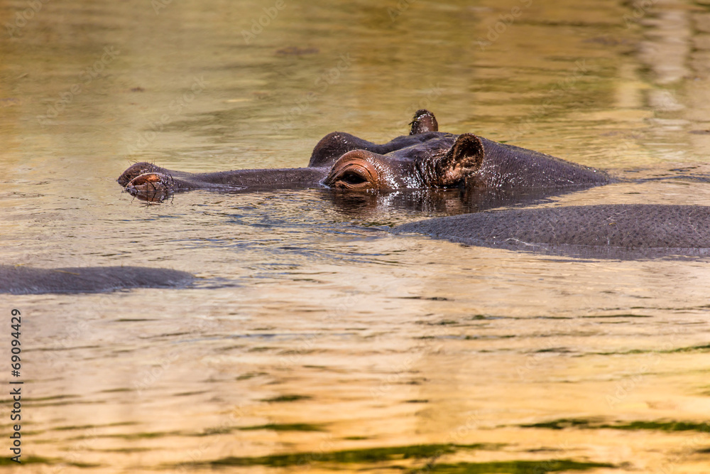 African hippo in their natural habitat. Kenya. Africa. African hippo in their natural habitat. Kenya. Africa.