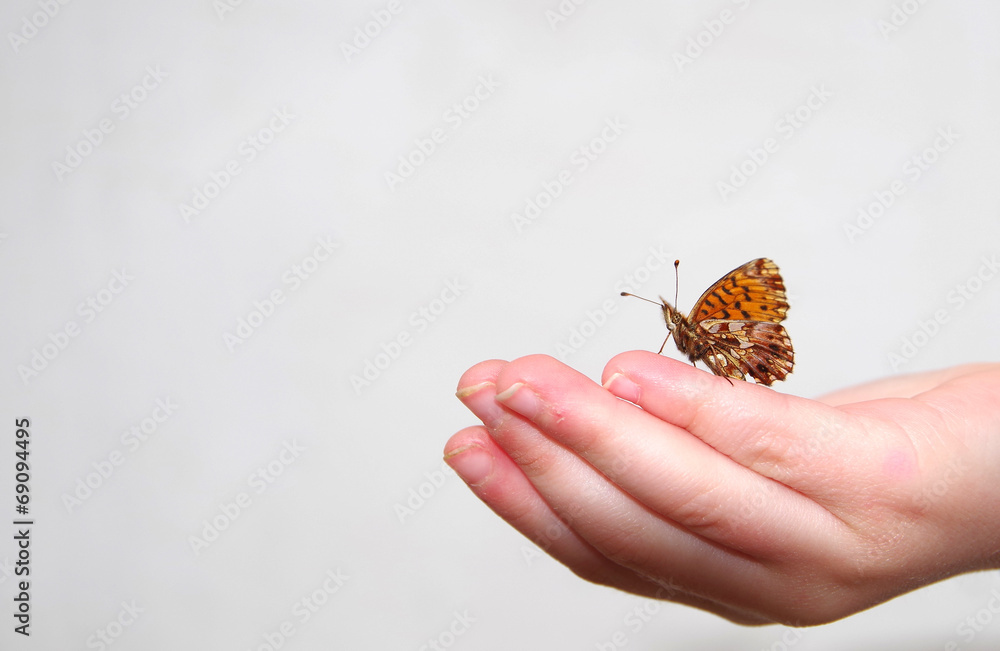 Fototapeta premium Butterfly in hand