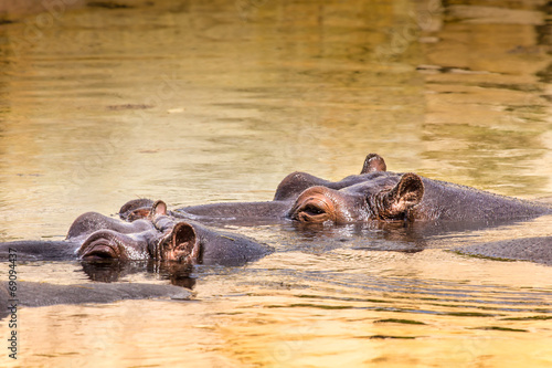 African hippo in their natural habitat. Kenya. Africa.
