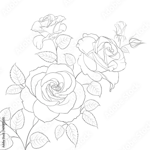 White rose isolated.