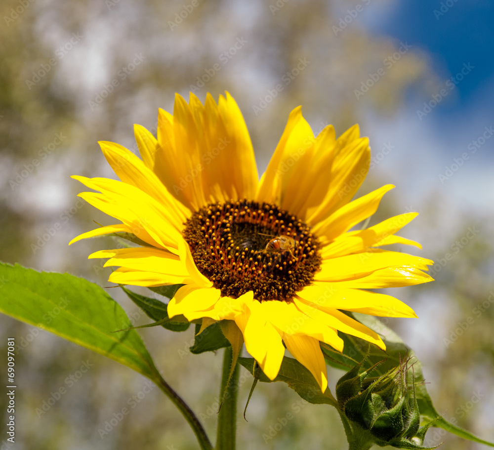 Fototapeta premium sunflower