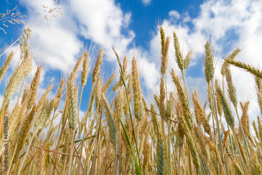 Wheat field on a sunny day Wheat field on a sunny day
