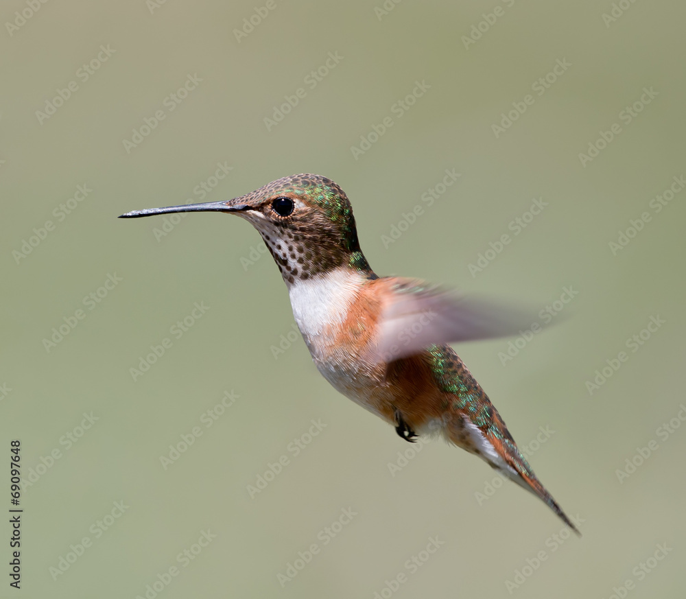 Fototapeta premium Rufous Hummingbird - female