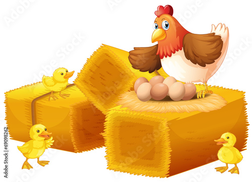 A hen with her eggs and chicks