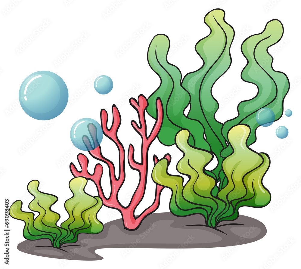 Obraz premium Seaweeds under the sea