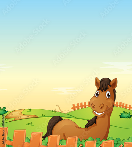 Horse in farm