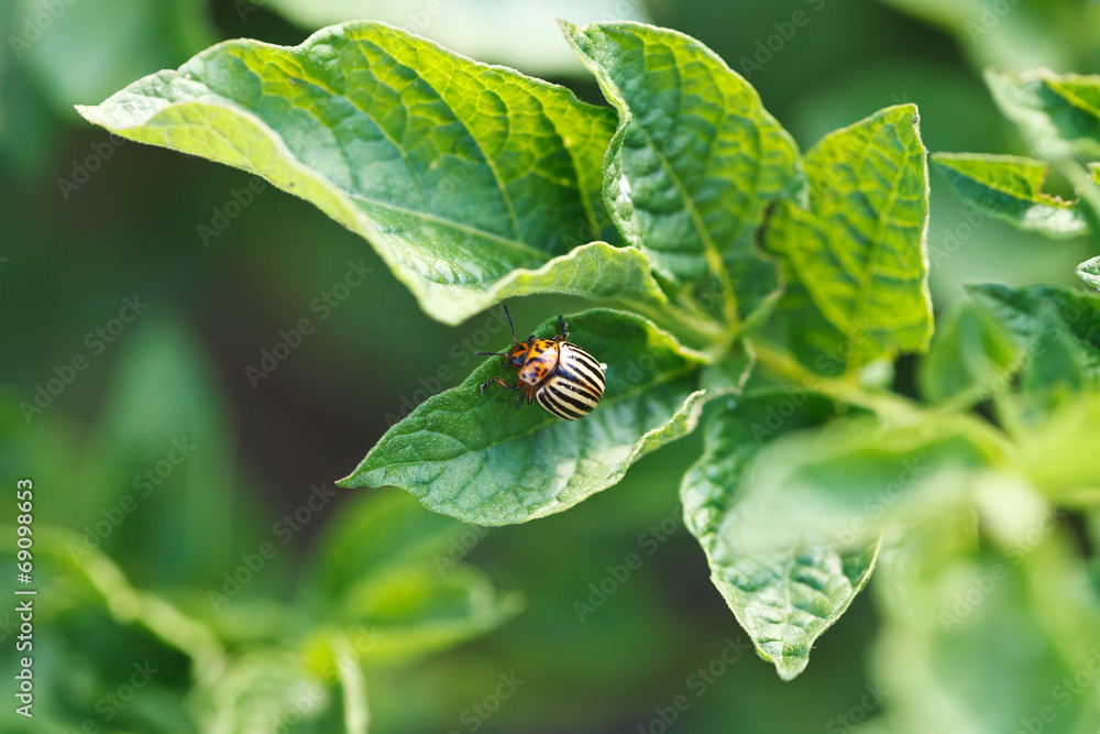 colorado potato beetle eating potatoes colorado potato beetle eating potatoes