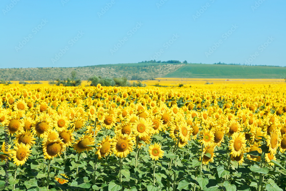 yelow sunflower fields in hill of the Caucasus