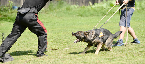 dog training photo