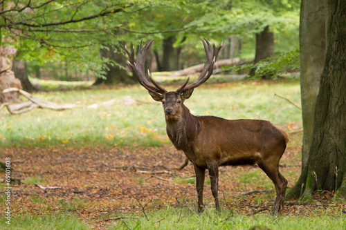 deer in a forest