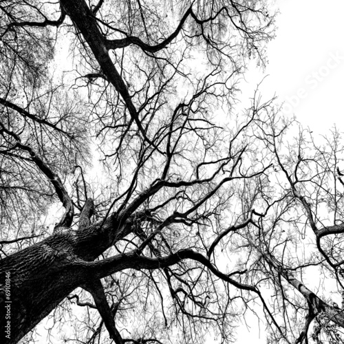 trees