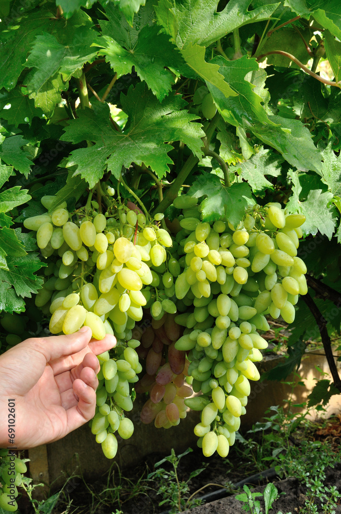 two bunches of white grape and a hand