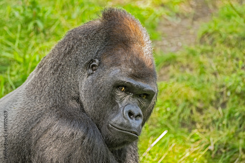 Big western lowland gorilla © Nick Fox