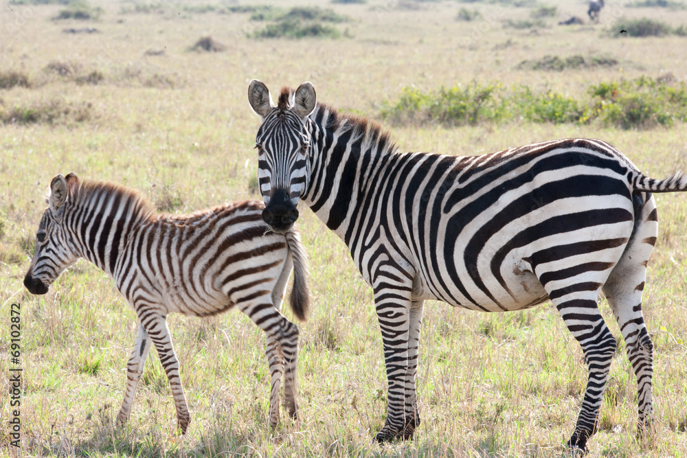 Obraz premium zebra
