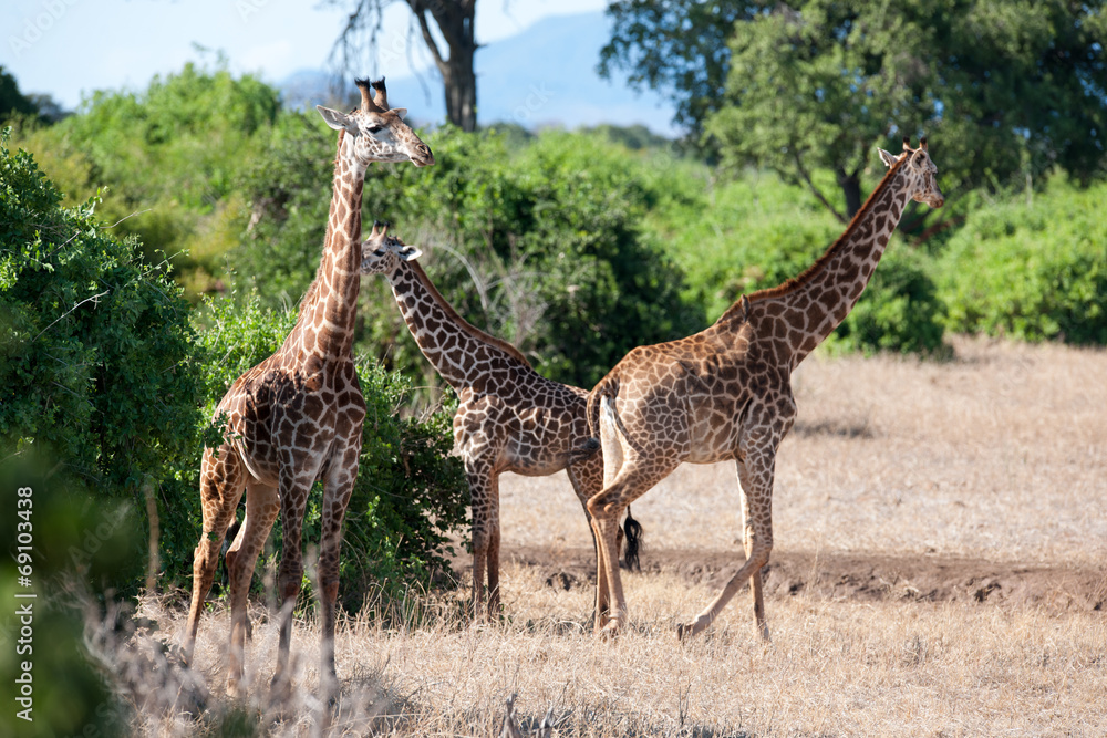 Fototapeta premium giraffe