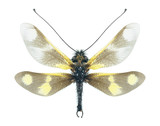 Ascalaphus Libelloides macaronius